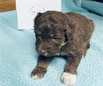 Puppy Neon Green Aussiedoodle