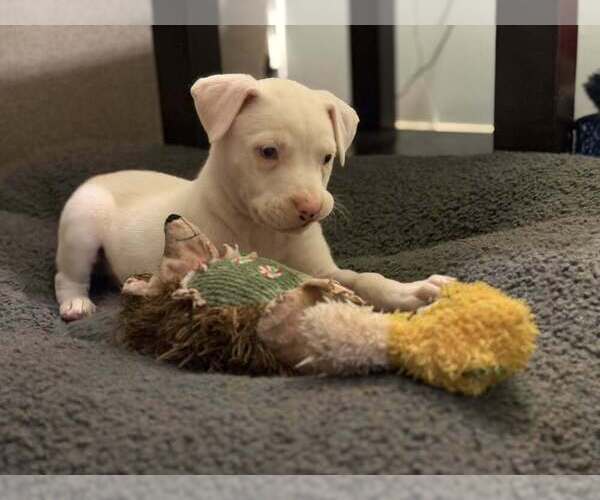 Medium Photo #1 Boxer-Siberian Husky Mix Puppy For Sale in Evansville, IN, USA