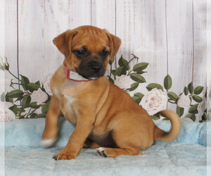 Jug Puppy for sale in PENNS CREEK, PA, USA