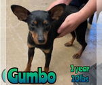 Small #2 Miniature Pinscher Mix