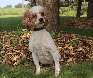 Mother of the Cavapoo puppies born on 07/28/2025