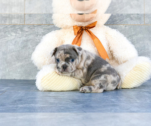Faux Frenchbo Bulldog Puppy for sale in CLEVELAND, NC, USA