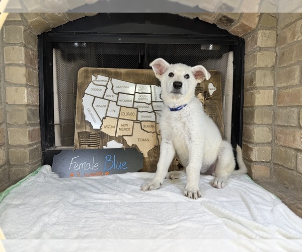 Medium Photo #20 German Shepherd Dog Puppy For Sale in GARDEN CITY, TX, USA