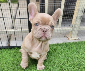 French Bulldog Puppy for sale in LAS VEGAS, NV, USA