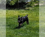 Small #3 Labrador Retriever Mix