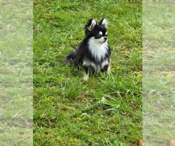 Medium Photo #1 Chihuahua Puppy For Sale in SAINT MARYS, GA, USA