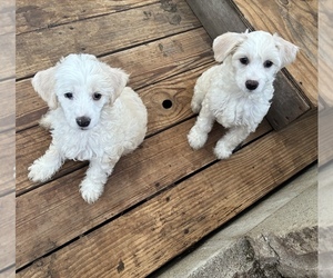 Chinese Crested Puppy for sale in EUGENE, OR, USA