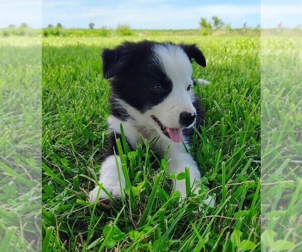 Medium Photo #7 Border Collie Puppy For Sale in NORBORNE, MO, USA
