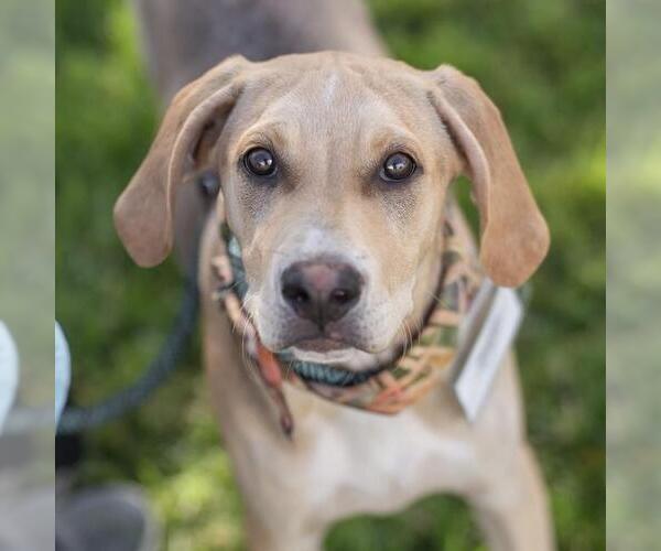 Medium Photo #17 Labrador Retriever-Unknown Mix Puppy For Sale in San Diego, CA, USA