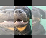 Small #4 Rottweiler