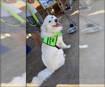 Small #3 Great Pyrenees Mix