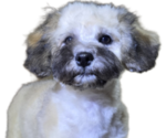 Small Photo #5 Maltipoo-Shih Tzu Mix Puppy For Sale in SAN DIEGO, CA, USA