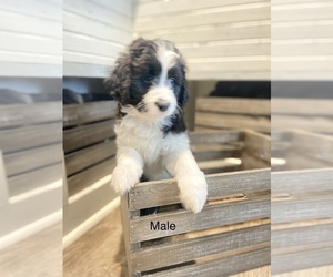 Aussiedoodle Miniature  Puppy for Sale in BOAZ, Kentucky USA