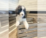 Small Photo #1 Aussiedoodle Miniature  Puppy For Sale in BOAZ, KY, USA