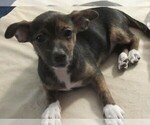 Small Photo #4 Chi-Corgi-Chihuahua Mix Puppy For Sale in SAINT ALBANS, WV, USA