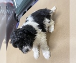 Small Photo #14 Maltipoo Puppy For Sale in JASPER, GA, USA