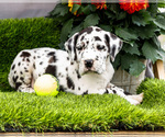 Puppy Jeffery Great Dane