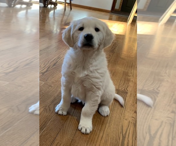 Medium Photo #1 English Cream Golden Retriever Puppy For Sale in MARSHFIELD, WI, USA