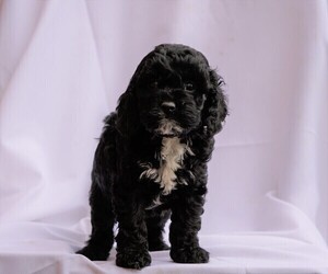 Cocker Spaniel-Poodle (Miniature) Mix Puppy for sale in FREDERICKSBG, OH, USA