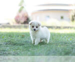 Small Photo #3 Pom-A-Poo Puppy For Sale in WARSAW, IN, USA