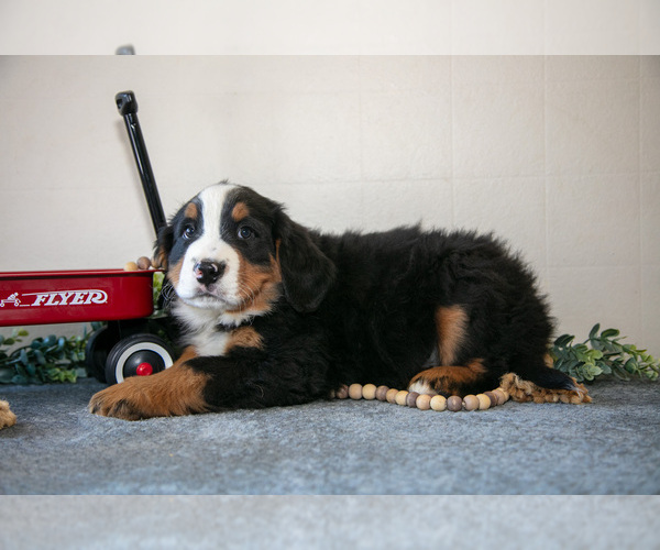 Medium Photo #3 Bernese Mountain Dog Puppy For Sale in BIRD IN HAND, PA, USA
