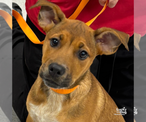 Retriever -Unknown Mix Dogs for adoption in Washington, DC, USA