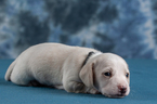 Small Photo #14 Dachshund Puppy For Sale in CROWLEY, TX, USA