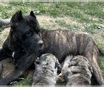 Small #8 Cane Corso-Daniff Mix