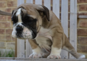 Bulldog Puppy for sale in Rockwall, TX, USA