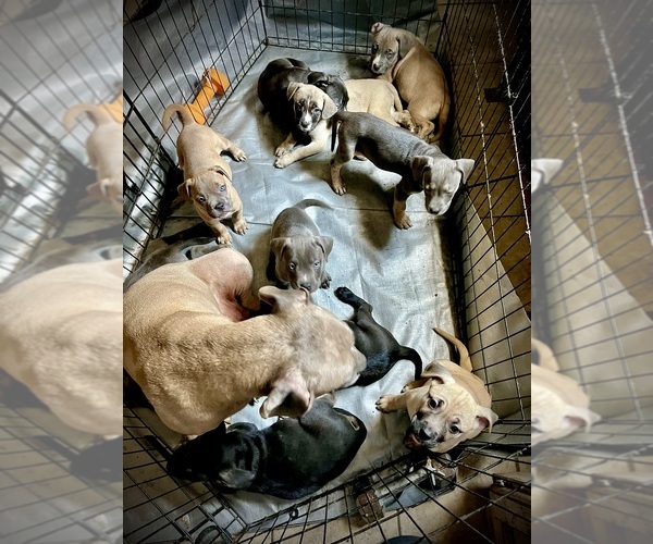 Medium Photo #1 Cane Corso-French Bulldog Mix Puppy For Sale in BIRDSBORO, PA, USA