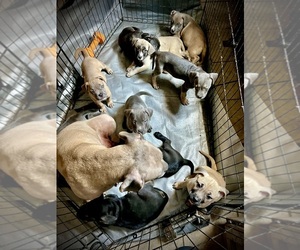 Cane Corso-French Bulldog Mix Litter for sale in BIRDSBORO, PA, USA