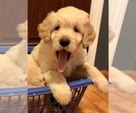Small Photo #2 Goldendoodle-Poodle (Standard) Mix Puppy For Sale in BATON ROUGE, LA, USA