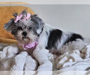 Shih Tzu-Unknown Mix Dogs for adoption in Royal Palm Beach, FL, USA