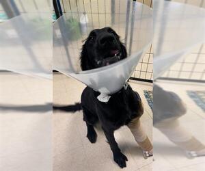 Mutt Dogs for adoption in Rosenberg, TX, USA