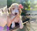 Small #5 Goldendoodle