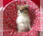 Small #4 Pomeranian