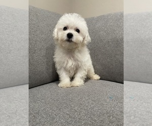 Bichon Frise Puppy for sale in ELDERWOOD, CA, USA