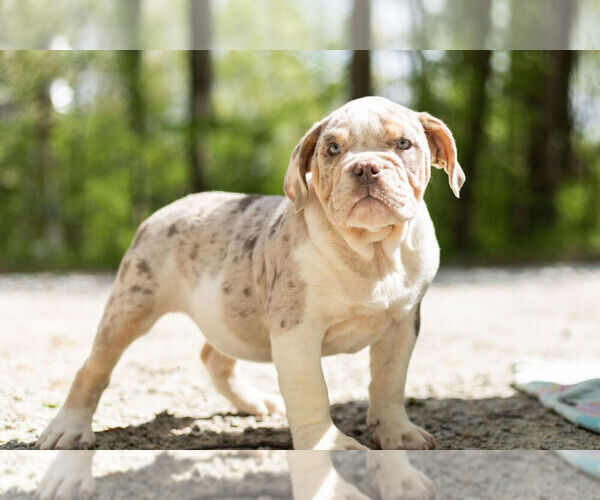 Medium Photo #5 Olde English Bulldogge Puppy For Sale in WARSAW, IN, USA