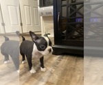 Small #8 Boston Terrier