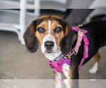 Small #3 Beagle