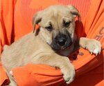 Small Photo #2 American Bulldog-Labrador Retriever Mix Puppy For Sale in Prattville, AL, USA