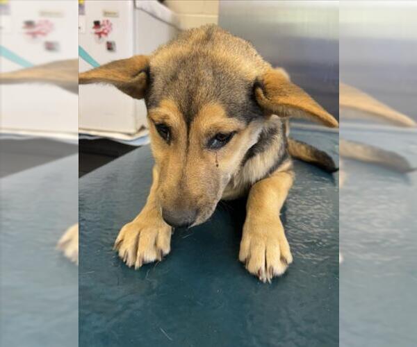 Medium Photo #1 German Shepherd Dog-Unknown Mix Puppy For Sale in Mobile, AL, USA