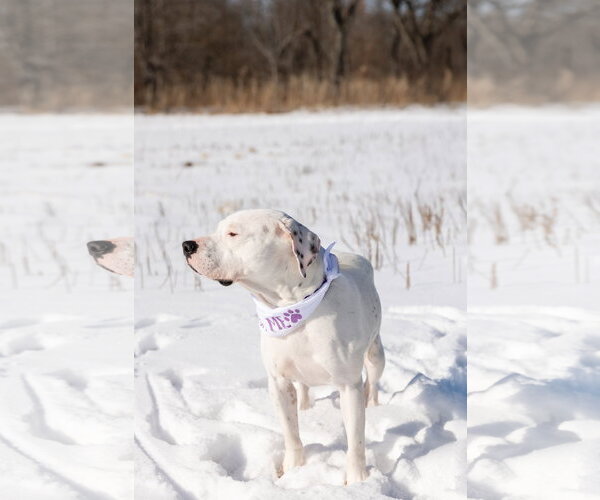 Medium Photo #5 Mutt Puppy For Sale in Crete, IL, USA