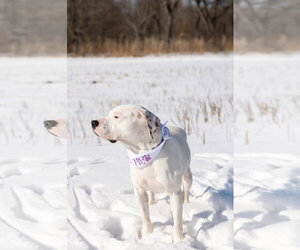 Everest - Male Mutt Dog for Adoption - Photo #5