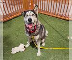 Small Siberian Husky Mix