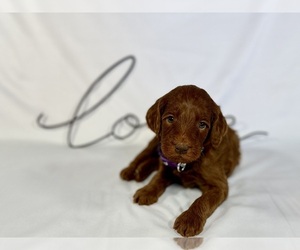 Medium Goldendoodle