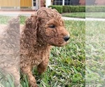 Small Photo #6 Labradoodle Puppy For Sale in JACKSONVILLE, FL, USA