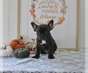 Faux Frenchbo Bulldog Puppy for sale in MILLERSBURG, OH, USA