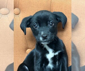 Labrador Retriever-Unknown Mix Dogs for adoption in Sanford, FL, USA