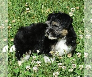 Havanese Puppy for sale in THREE RIVERS, MI, USA